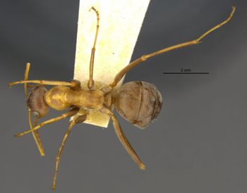 Media type: image;   Entomology 28105 Aspect: habitus dorsal view